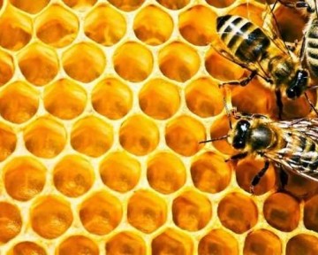 Keo ong là gì và tác dụng của keo ong đối với sức khỏe như thế nào?